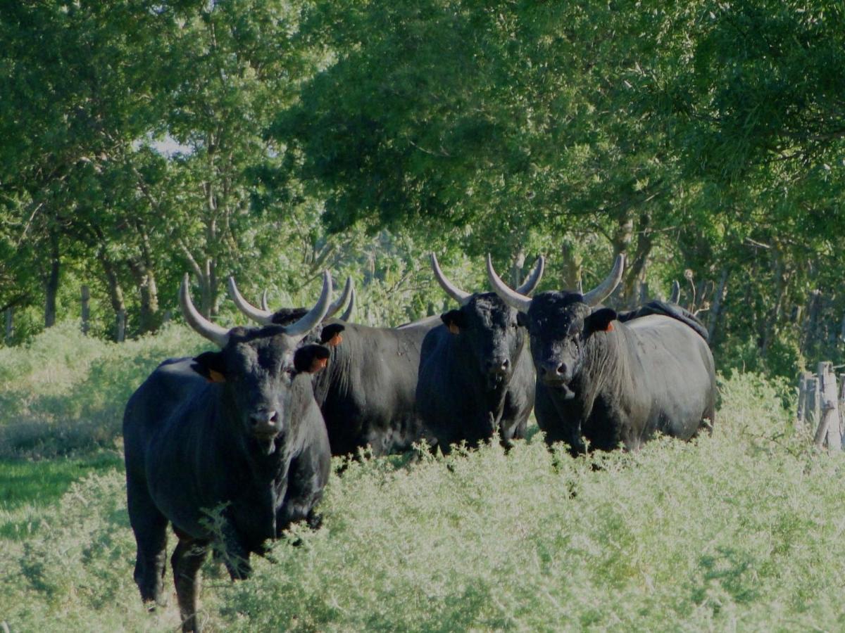 Le Clos De Camargue Gallician Ruang foto